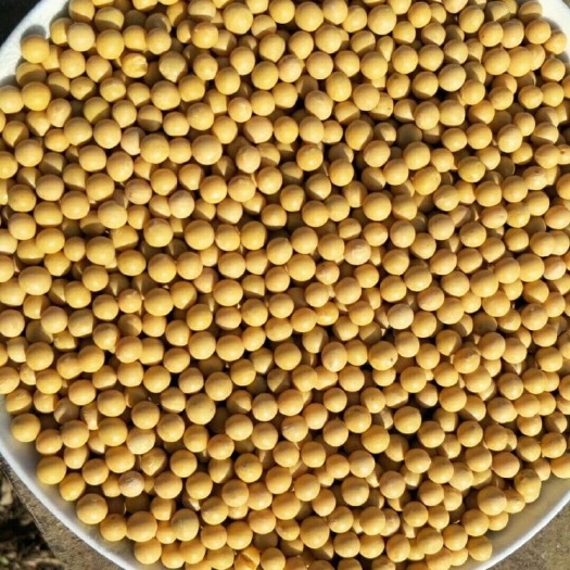 绥滨县富硒大豆 生大豆 1等品 