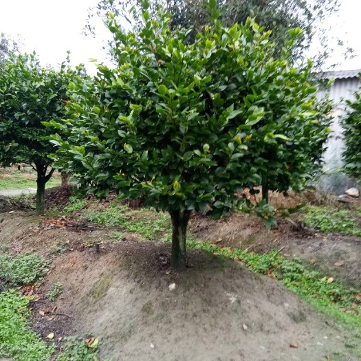 漳平市茶花树  香花茶 100~140cm