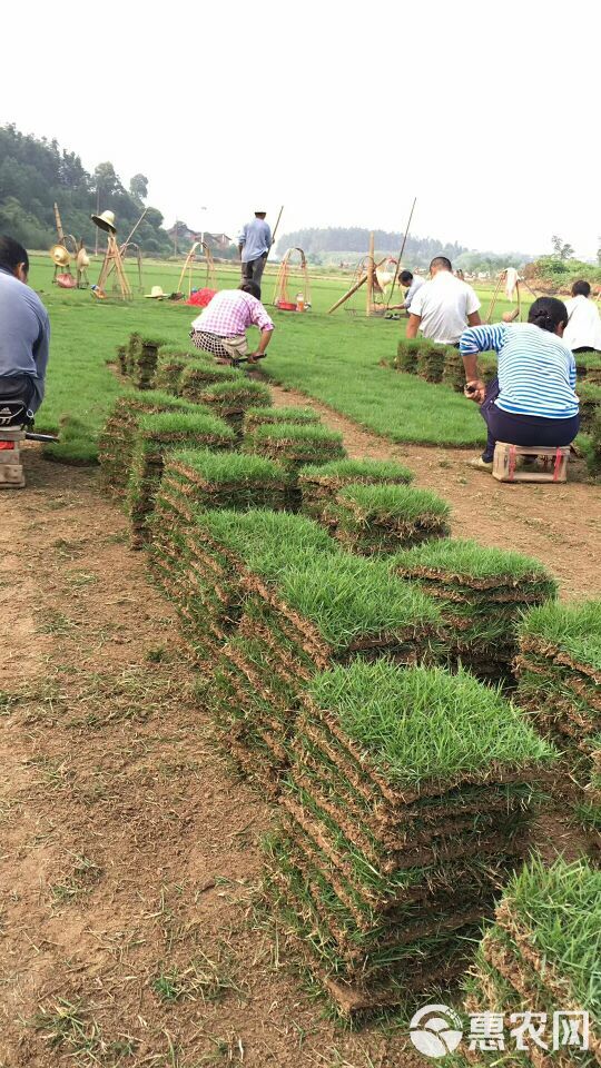 马尼拉草皮