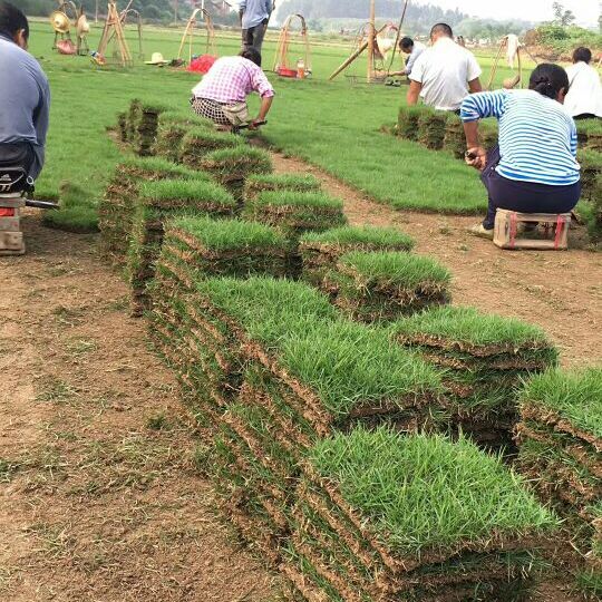 马尼拉草皮