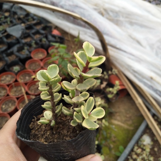 沭阳县雅乐之舞
