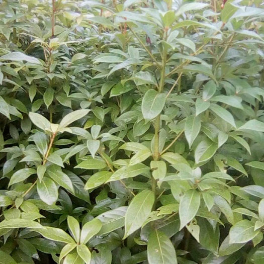 龙山县小叶桢楠