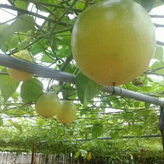 黄金百香果苗  供应，