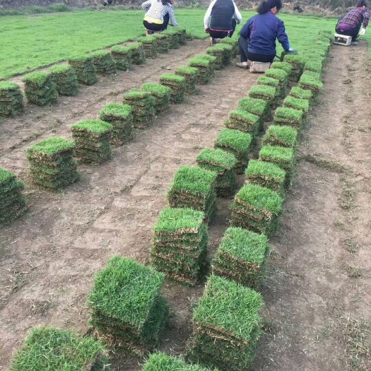 郴州马尼拉草皮