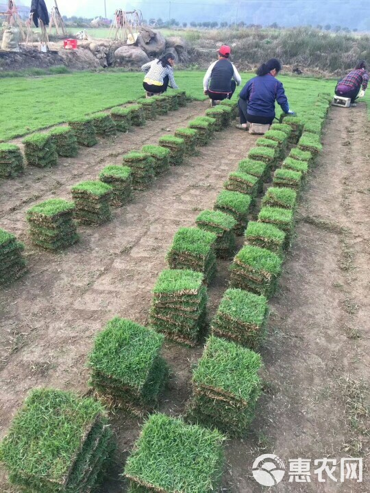 马尼拉草皮