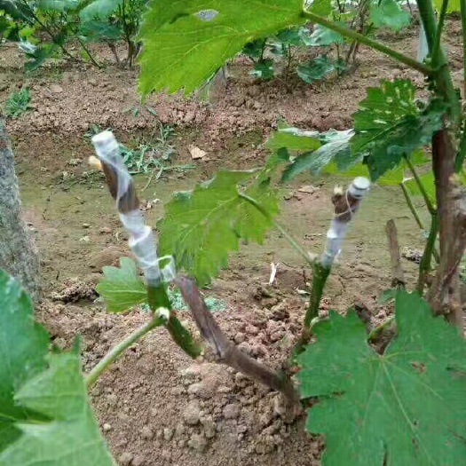 泰安贝达葡萄树 