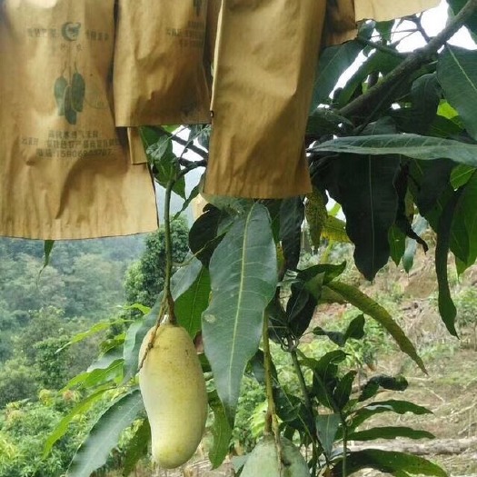 景东县景东晚熟芒果苗  景东晚芒嫁接苗，芒果苗，景东晚熟芒果，基地直供，批发价