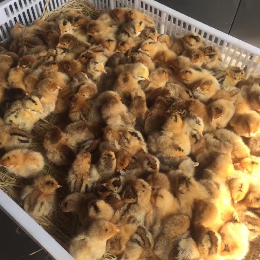 涟水县肉鸡苗  青脚红羽鸡苗  青脚红羽鸡苗