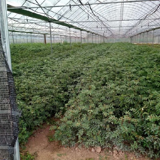 景东县大红袍花椒苗 