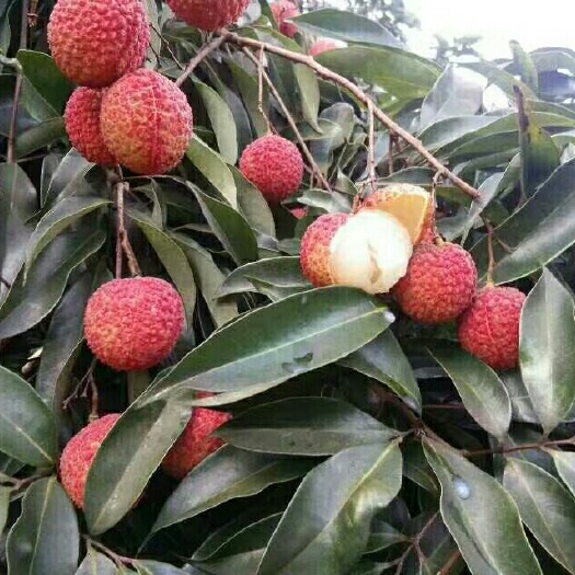 灵山县无核荔枝苗 