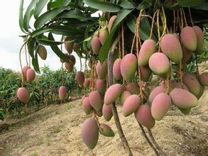 灵山县四季芒果苗 嫁接苗，芒果果实含有糖、蛋白质、粗纤维，