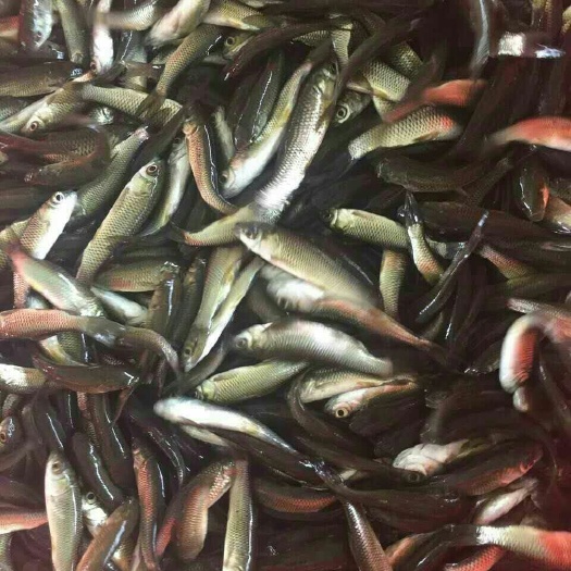 广州草鱼 打过疫苗 抗病力强 生长速度快