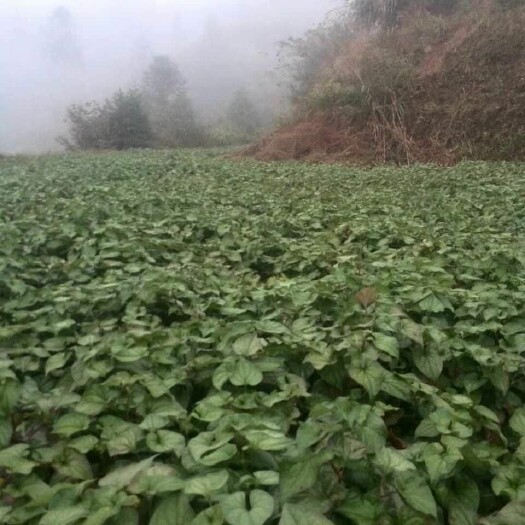 雷山县野生鱼腥草 