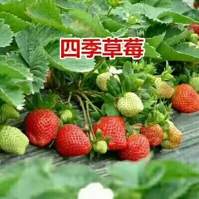 平邑县四季草莓苗 地栽苗 20~30公分 