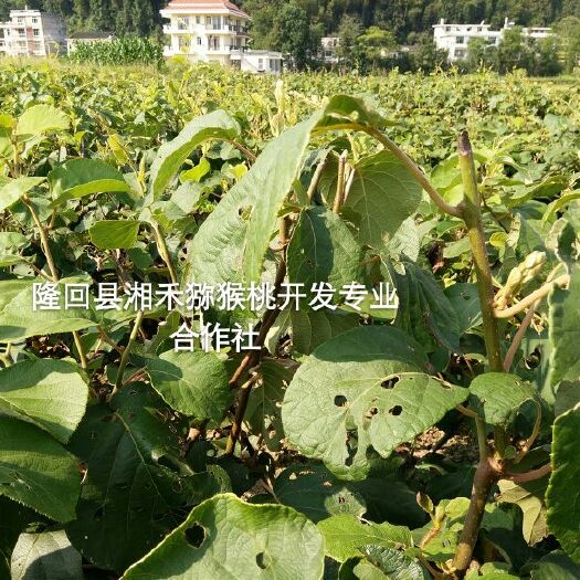 隆回县 翠玉猕猴桃苗口感香甜高抗溃疡