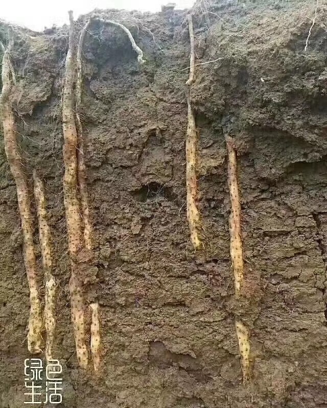 铁棍山药 40~50cm