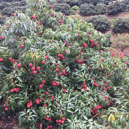 灵山县无核荔枝苗 