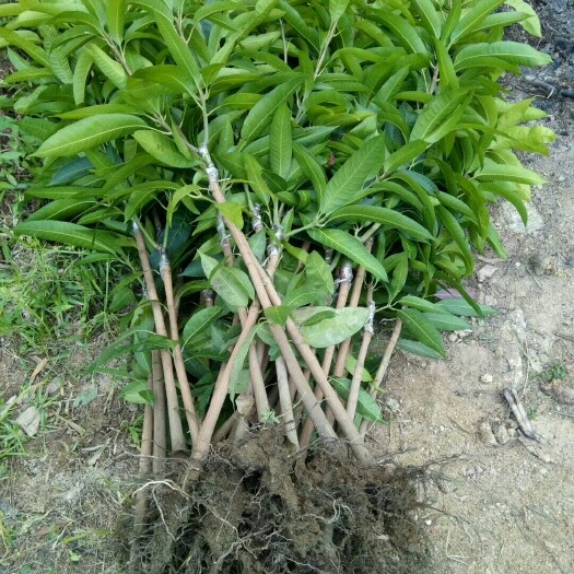 灵山县台农二号芒果苗 嫁接苗当年挂果芒果果实含有糖、蛋白质、粗纤维