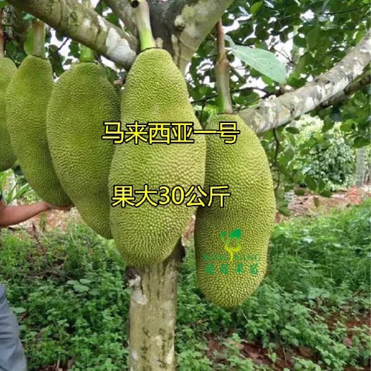 灵山县马来西亚一号菠萝蜜苗