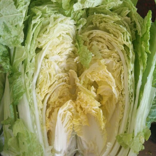 肥城市北京3号大白菜 3~6斤 净菜