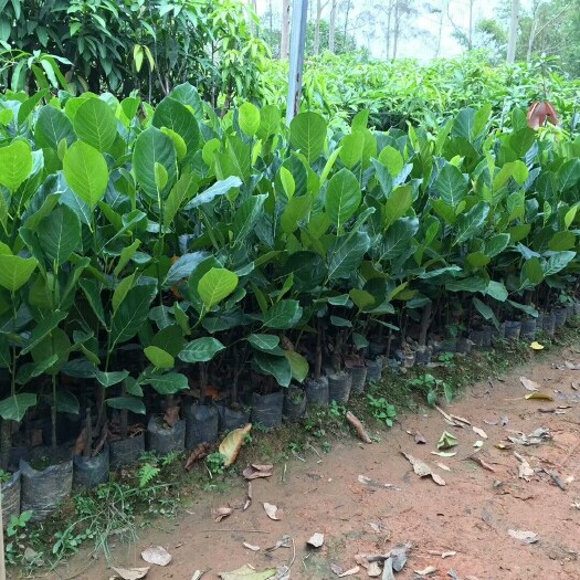 灵山县马来西亚一号菠萝蜜苗