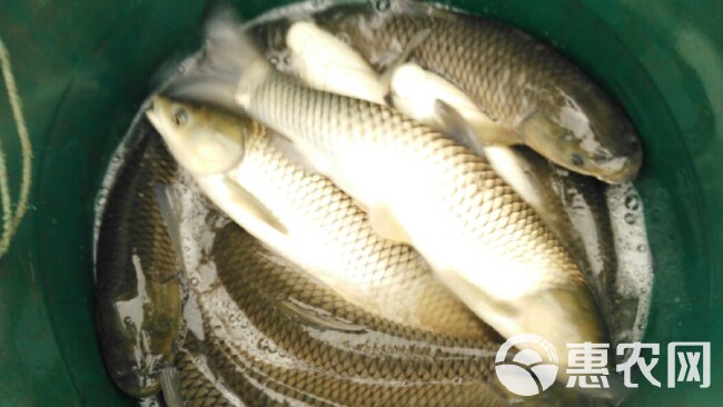 池塘草鱼 人工养殖 0.25-1公斤 