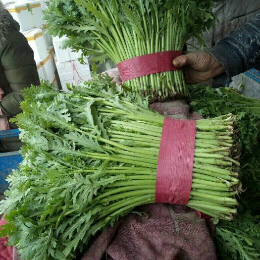 邯郸河北永年光杆茼蒿大量供应中