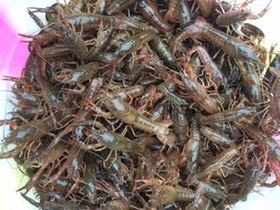 重庆市龙虾苗