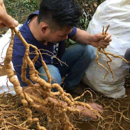 郁南县鲜巴戟 一级靓货，修剪无泥，