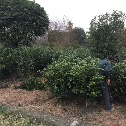 成都七芯茶花 140cm以上 