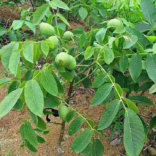 苍溪县嫁接核桃苗