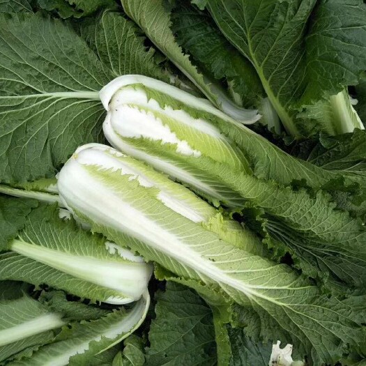 富川县包尖白菜 2~3斤 净菜