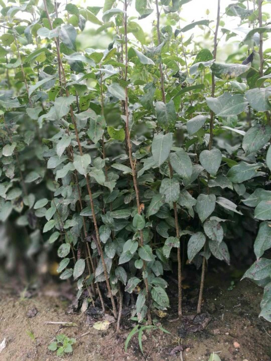 泰安山丁子树苗 0.5米以下