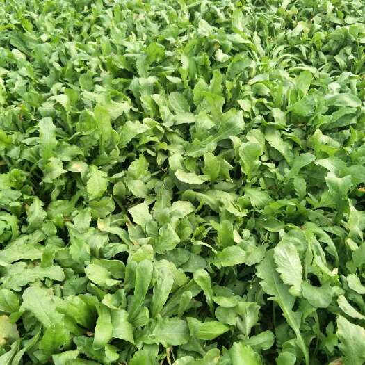 南阳大叶芥菜 10cm以上