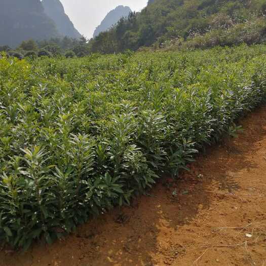阳朔县杨梅实生苗