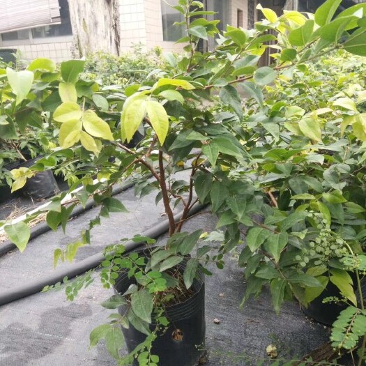漳州树葡萄苗