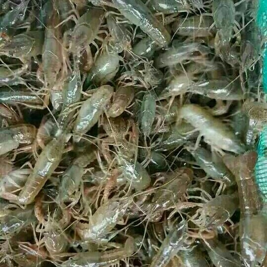 沭阳县小龙虾苗 