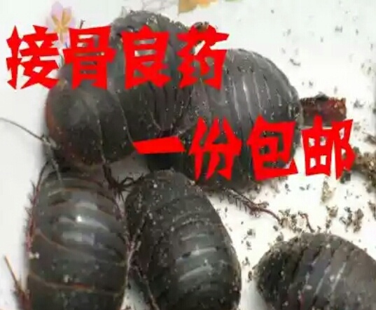 霍邱县中华土元  个头大品质好