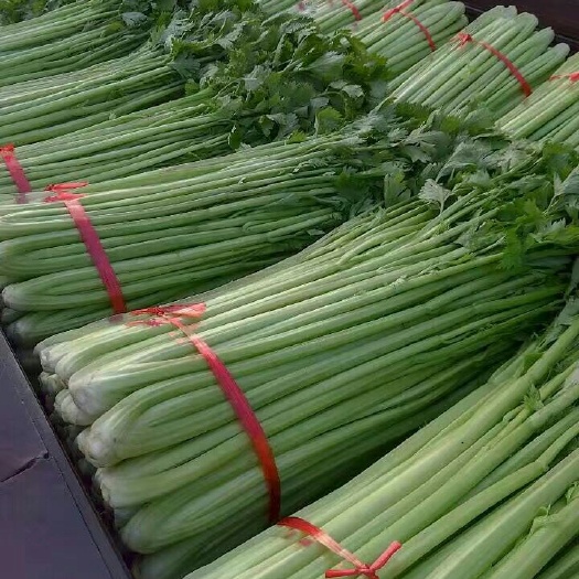 西芹 60cm以上 大棚种植 0.5斤以下