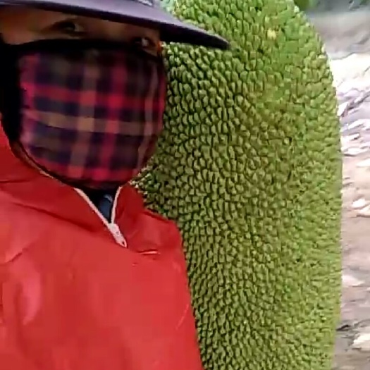 临高县海南菠萝蜜 15斤以上