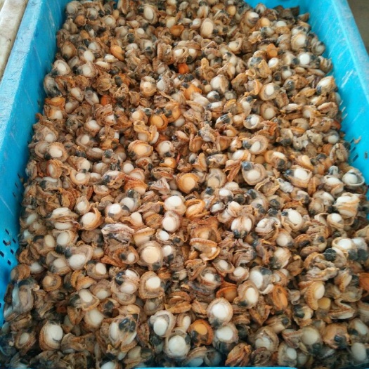 东港市白虾 60-80个每斤
