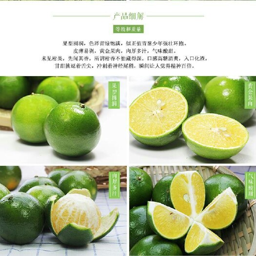 灵山县皇帝柑苗 嫁接苗 0.5~1米