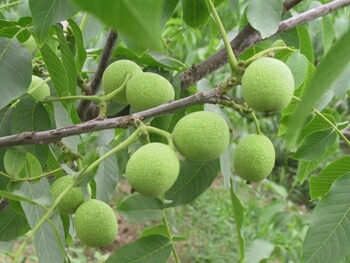绵阳 大泡核桃苗，量大从优