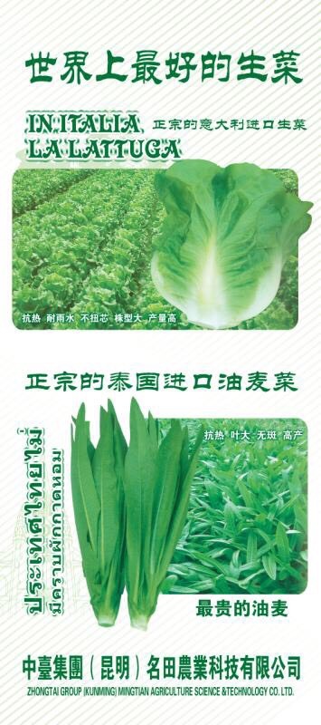 昆明生菜种子 亲本 预包装
