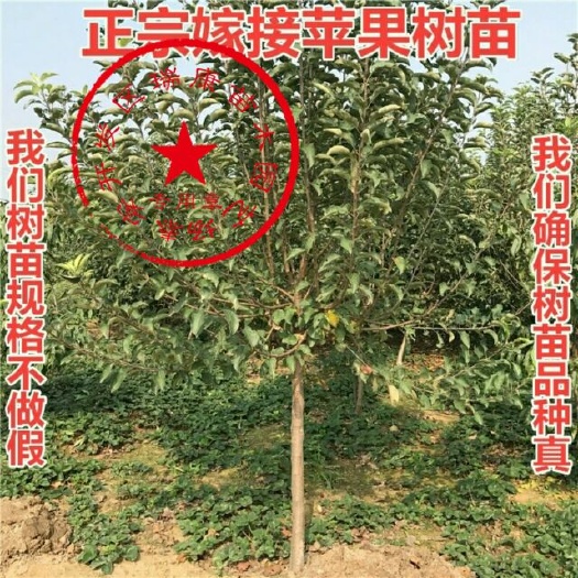 泰安蛇果苹果苗 1~1.5米 