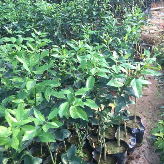 灵山县红心木瓜苗  