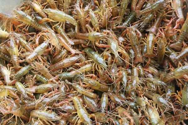 重庆市小龙虾苗 