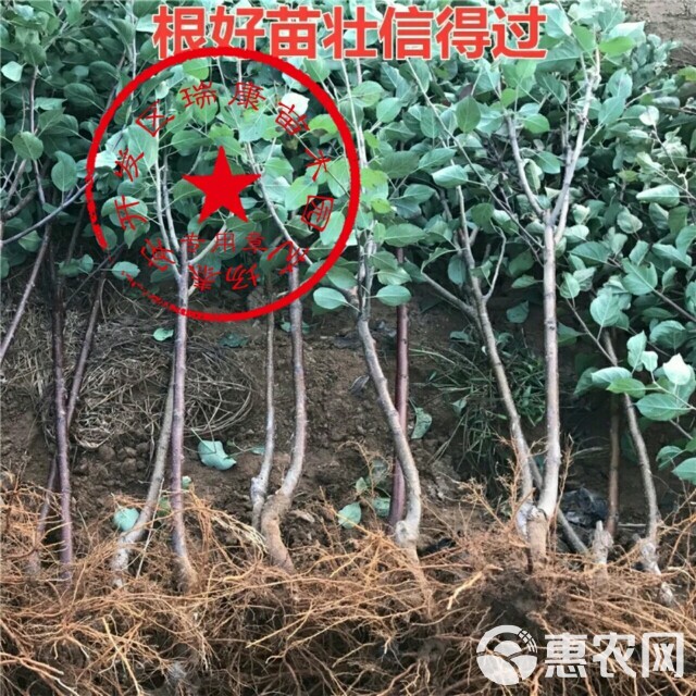 蛇果苹果苗 1~1.5米 