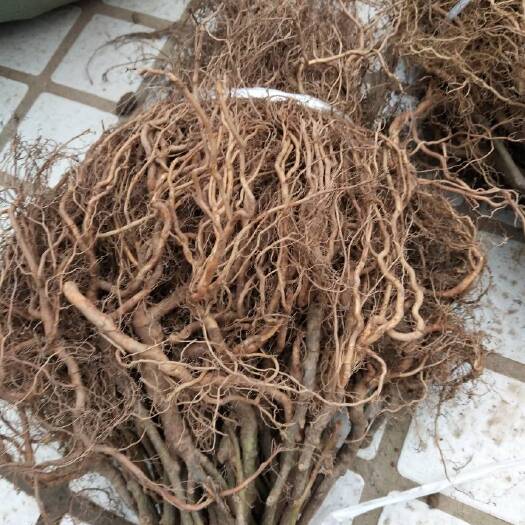 苍溪县猕猴桃实生苗 实生苗