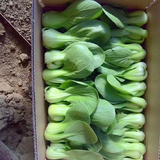新民市918油菜 2~3两 